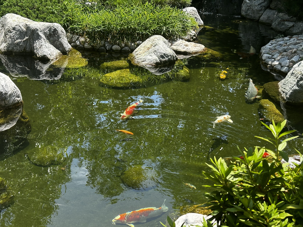 Pond of Fishes