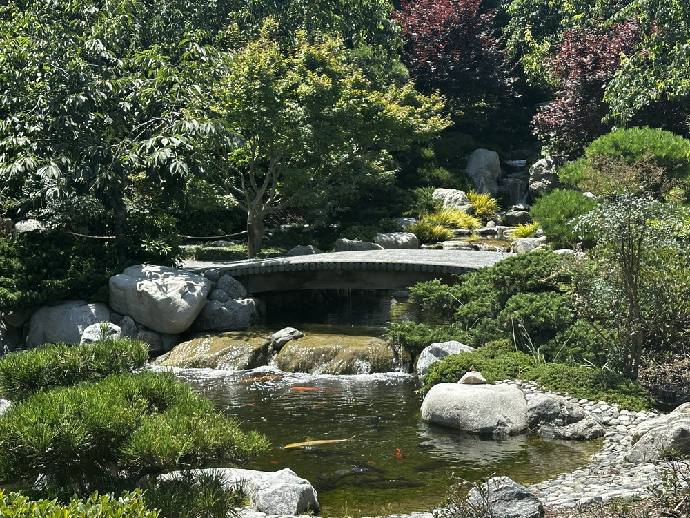 Arc over Pond